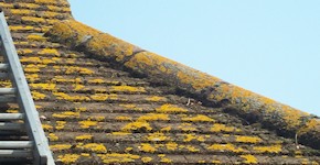 Gillingham roof before cleaning and moss removal